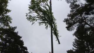 slopen van bomen inTtilburg wijk wandelbos